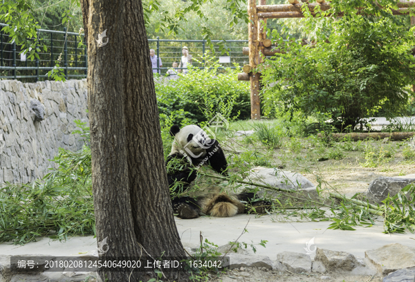 北京動物園熊貓