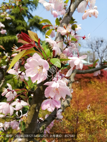 樱花摄影