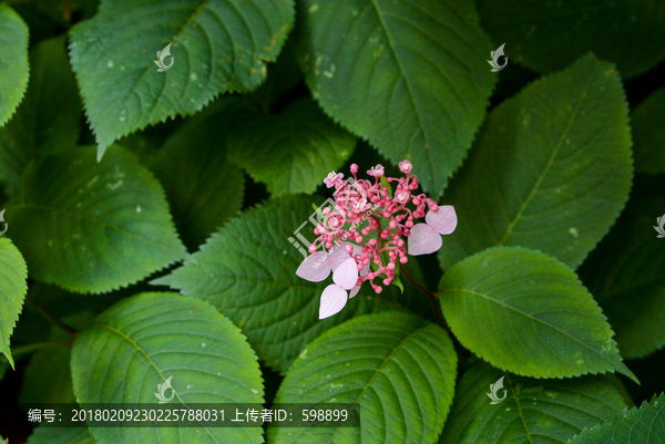 小花树叶背景