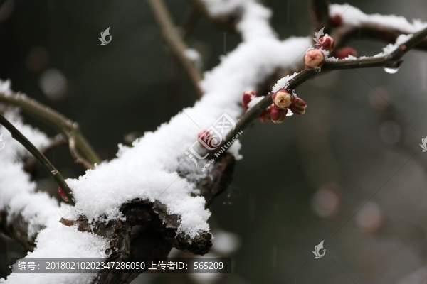 龙游梅