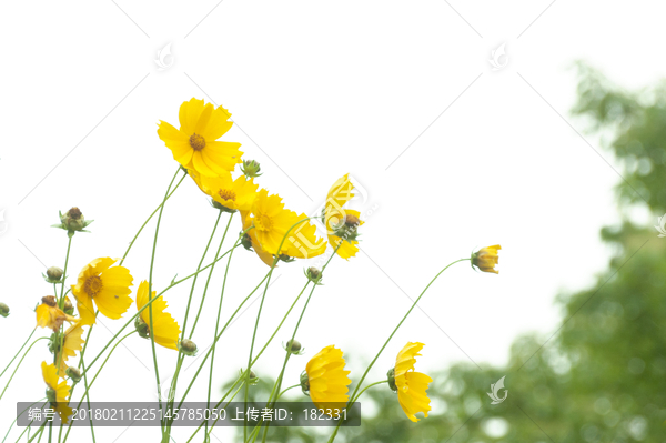 黄花