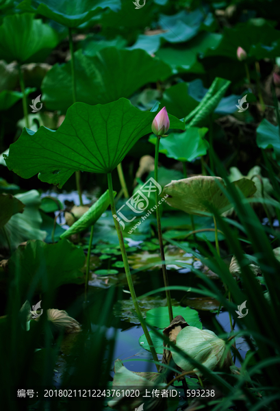 荷花池