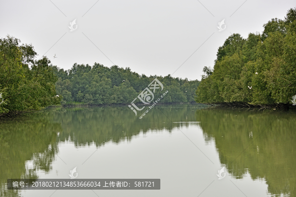 珠海红树林,淇澳岛红树林