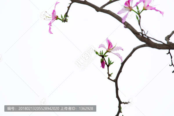紫荆花,宫粉羊蹄甲
