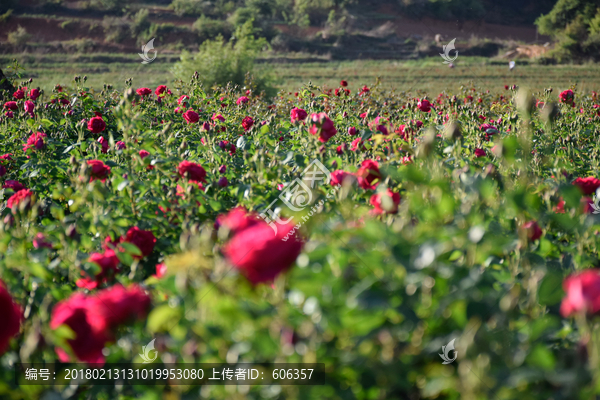 玫瑰花园