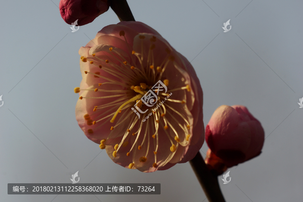 梅花