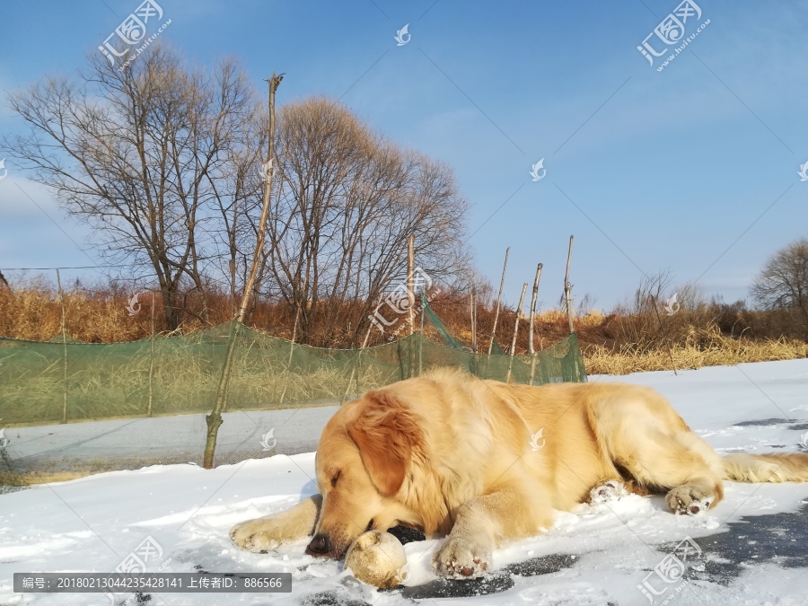 金毛犬