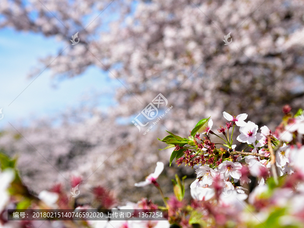 樱花树