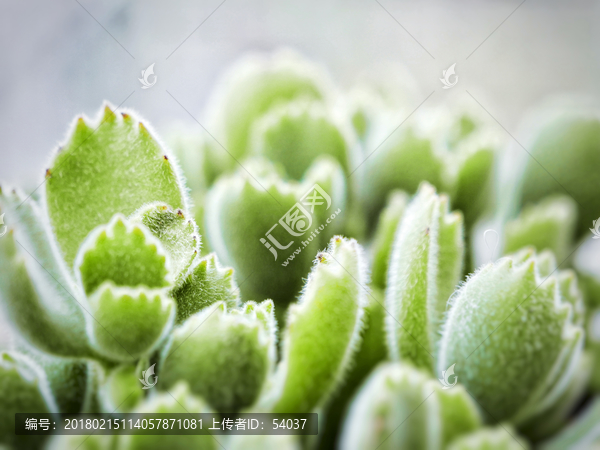 多肉植物图片,熊童子