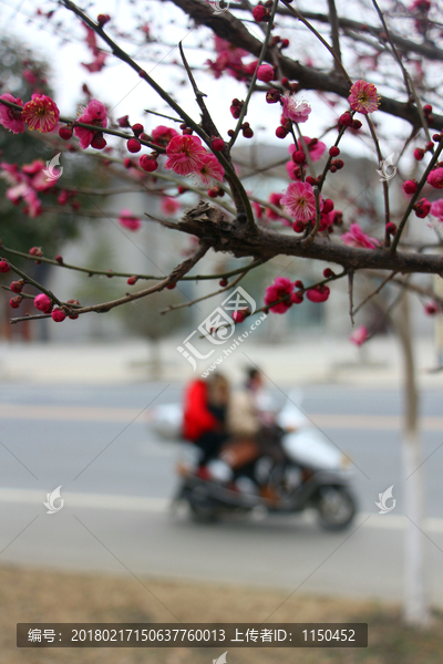 红梅花开迎春来,（12）