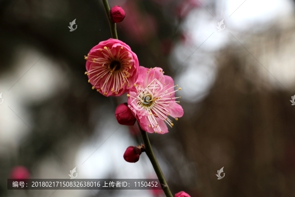 红梅花开迎春来,（5）