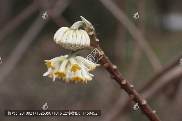 梦花迎春开,（2）