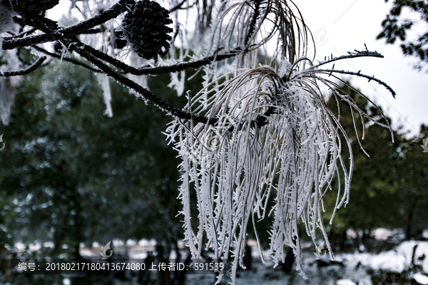 雪挂