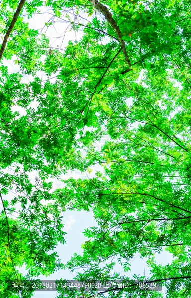 绿叶,树枝,绿色背景