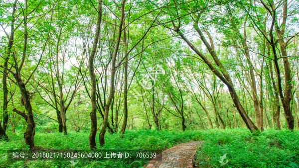 绿色森林,森林背景,绿树林