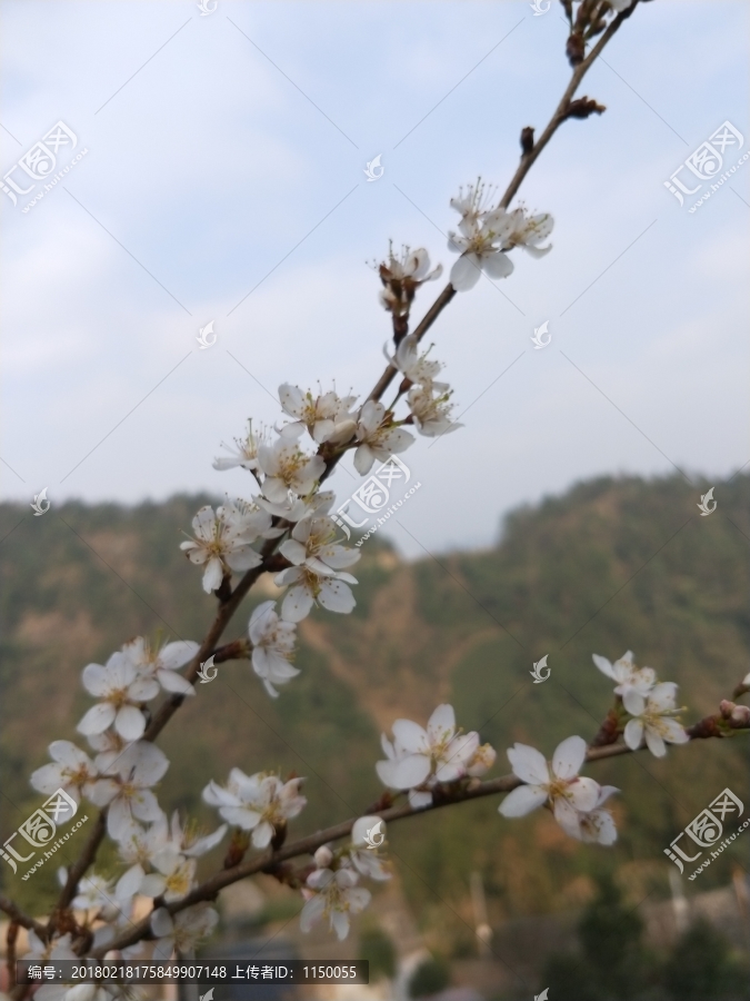 樱花花朵