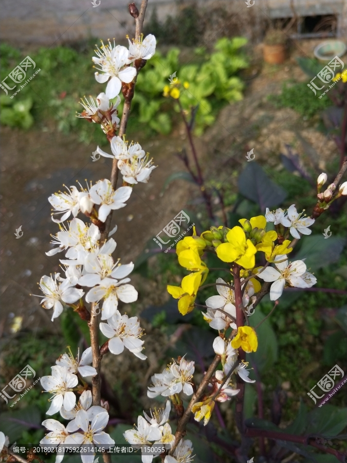 樱花花朵