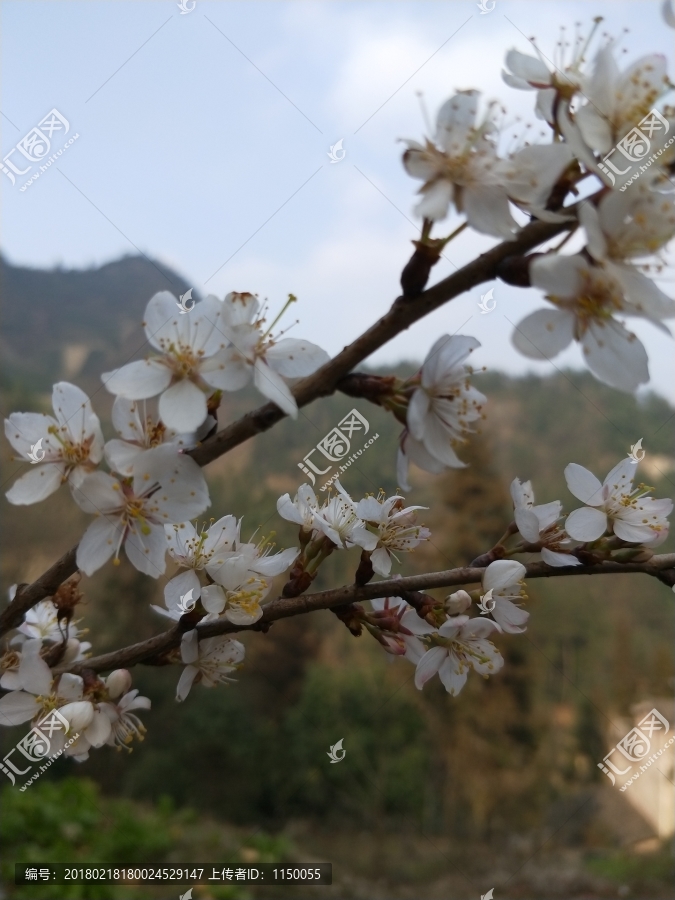 樱花花朵