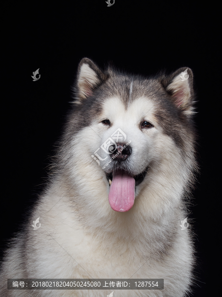 阿拉斯加雪橇犬