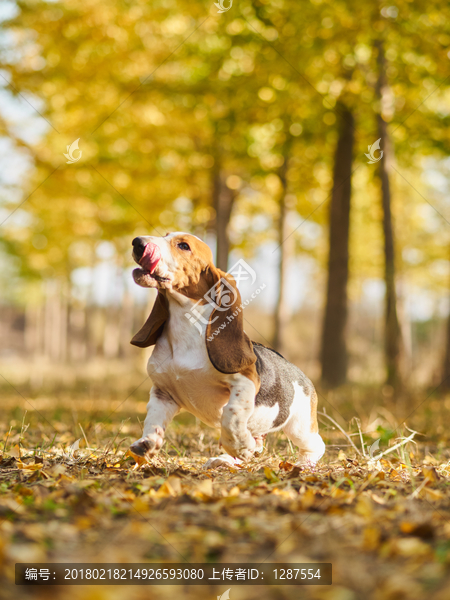 巴吉度猎犬