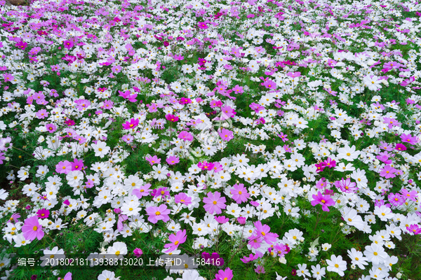 格桑花波斯菊花海