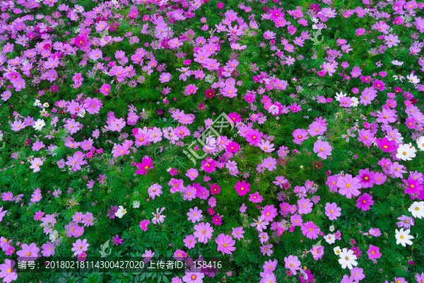 格桑花波斯菊花海