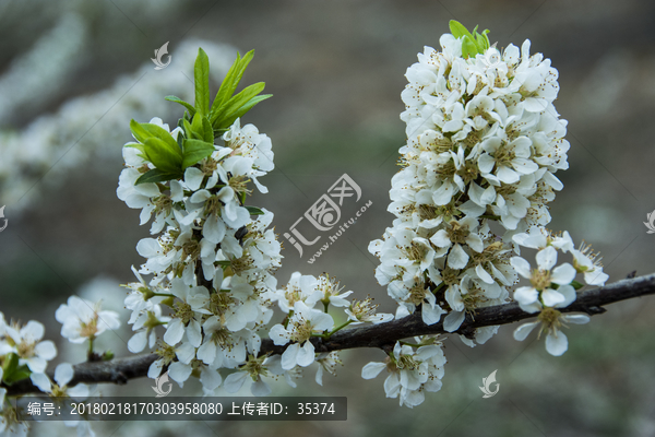 梨花,同舟共济