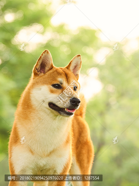 柴犬