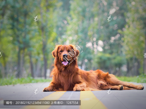 金毛巡回猎犬