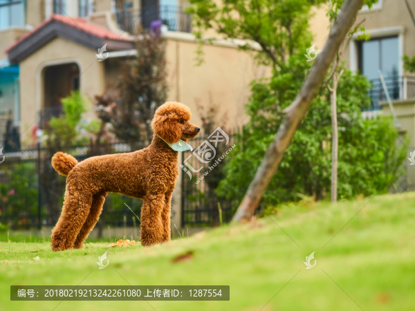 巨型贵宾犬