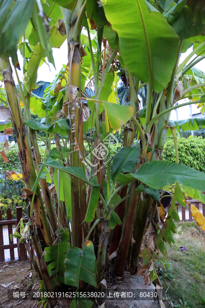 芭蕉