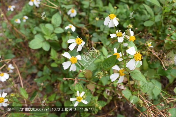 路边小花