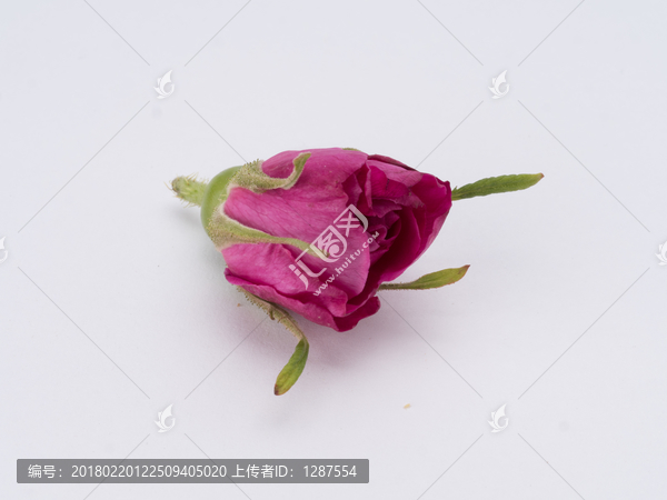 平陰食用玫瑰花