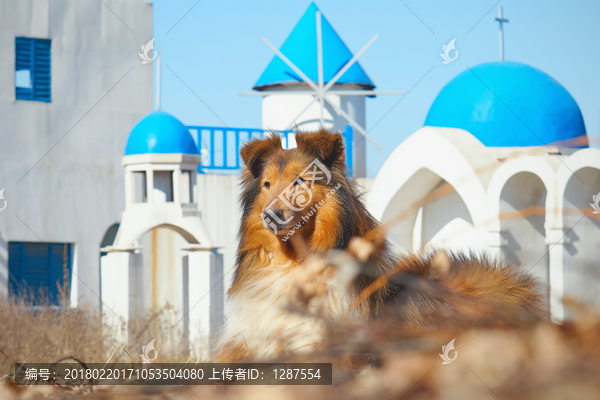 苏格兰牧羊犬