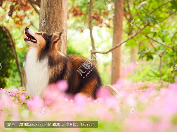 喜乐蒂牧羊犬