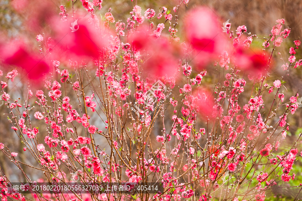 桃花林,桃花