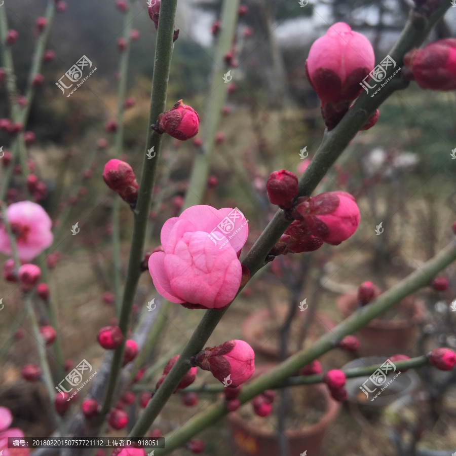 梅花