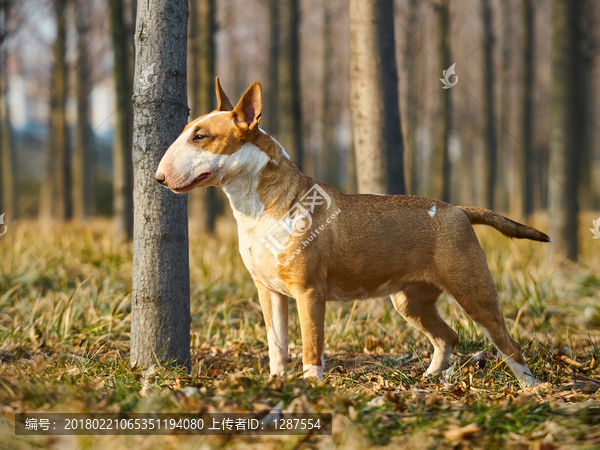 英国牛头梗犬