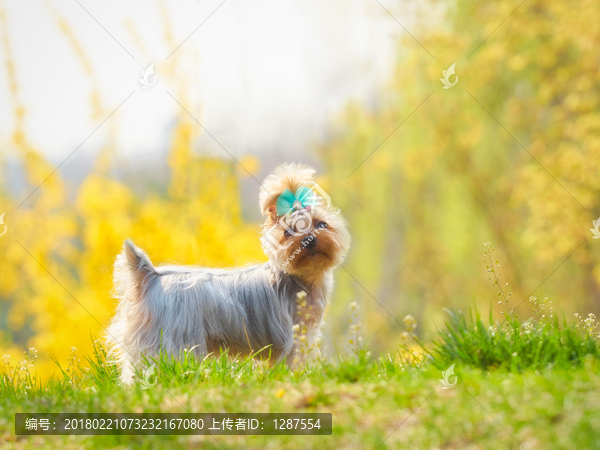 约克夏梗犬