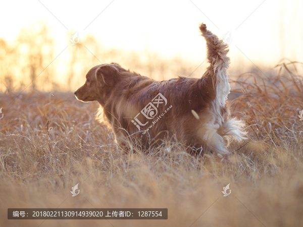 金毛巡回猎犬