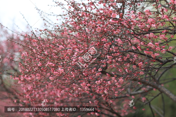 梅花