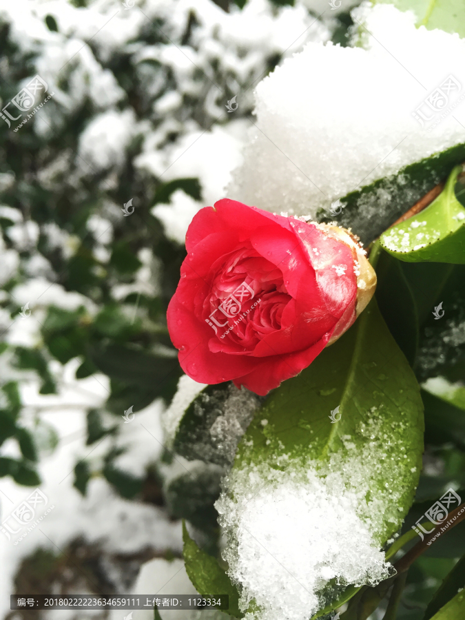 雪中花