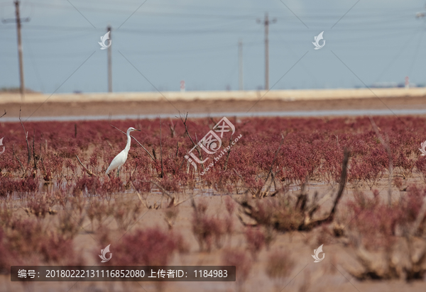 盐碱地,红色植被,湿地鸟类