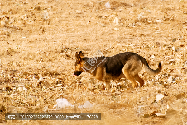 黑背狼狗