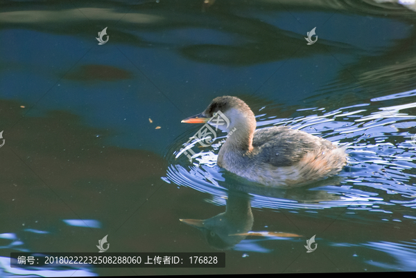 小鸊鹈