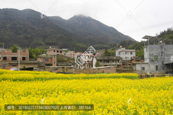 武平尧禄村油菜地