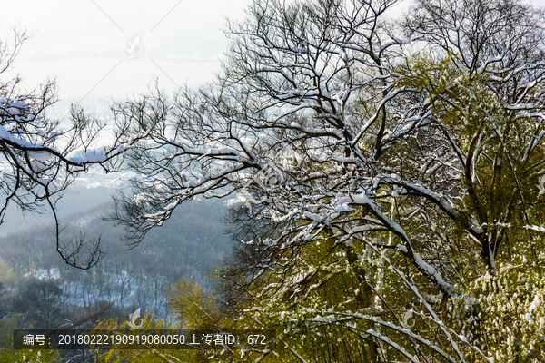 白雪覆盖的树枝