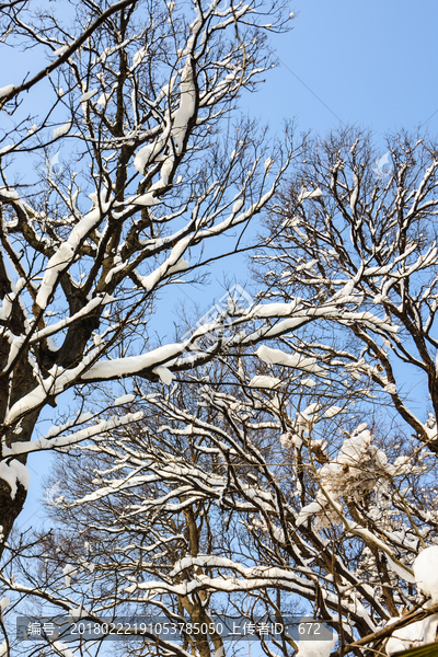 白雪覆盖的树枝