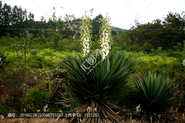 剑麻花MG0759