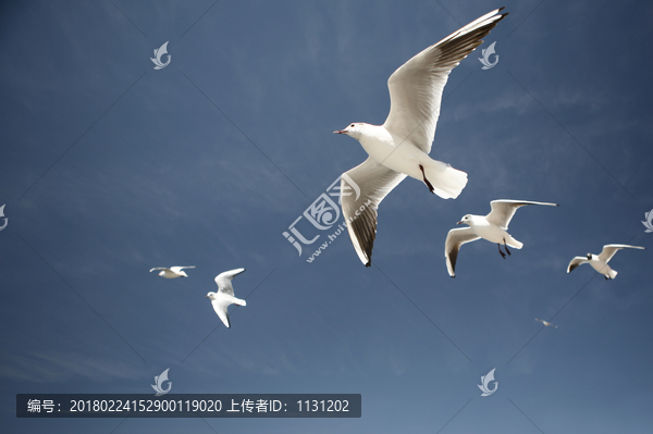 云南洱海海鷗MG8694